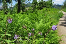 Ein Meer aus Farnen und blühenden Blumen säumt die Radstrecke.