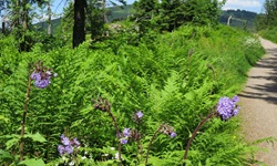 Ein Meer aus Farnen und blühenden Blumen säumt die Radstrecke.