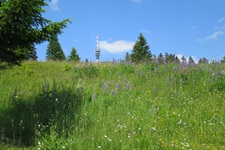 Die Funkantenne auf dem Feldberg überragt eine herrlich bunte Blumenwiese.