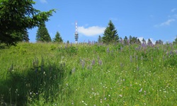 Die Funkantenne auf dem Feldberg überragt eine herrlich bunte Blumenwiese.
