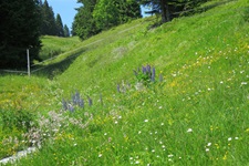 Eine herrlich bunte Blumenwiese im Nordschwarzwald.