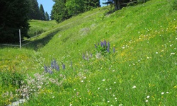 Eine herrlich bunte Blumenwiese im Nordschwarzwald.