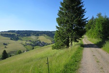 Nadelbäume flankieren die schöne Radstrecke durch den Nordschwarzwald.