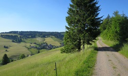 Nadelbäume flankieren die schöne Radstrecke durch den Nordschwarzwald.