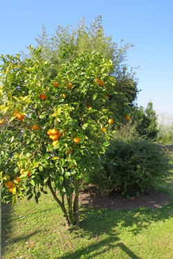 Ein Orangenbaum mit reifen Früchten in Italien.