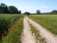 Ein weiß geschotterter Radweg in Italien führt zwischen Feldern und Wiesen mit blühendem Klatschmohn hindurch.