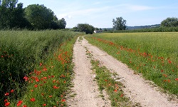 Ein weiß geschotterter Radweg in Italien führt zwischen Feldern und Wiesen mit blühendem Klatschmohn hindurch.