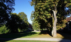 Bäume in einem Park in Baden-Würtembergs ältester Stadt Rottweil.