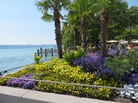 Promenade mit Blumen und Palmen am Bodensee