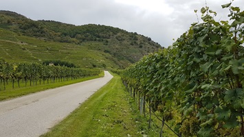 Blick auf den Donau-Radweg von Passau nach Wien zwischen Weinreben