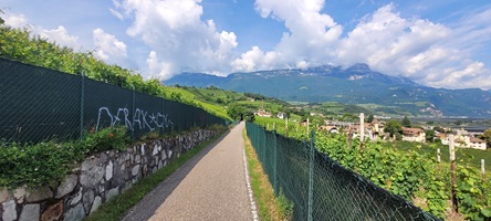 Blick auf den asphaltierten Etschtal-Radweg durch die Weinberge