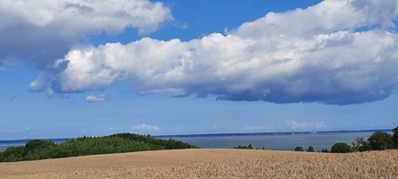 Landschaftsbild mit einem Getreidefeld und einem Gewässer im Hintergrund bei der Radreise Danzig, Ermland und Masuren