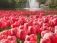 Ein Feld rot-pink blühender Tulpen, vor einem Teich mit Springbrunnen