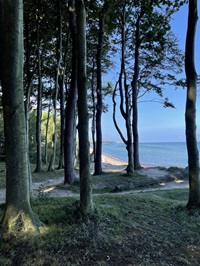 Laubwald am Ostseeküstenstrand bei der Radreise auf dem Ostseeküstenradweg von Lübeck nach Stralsund
