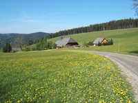 Malerisch inmitten einer blühenden Wiese gelegene Schwarzwaldhäuser bei St. Georgen.