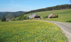 Malerisch inmitten einer blühenden Wiese gelegene Schwarzwaldhäuser bei St. Georgen.