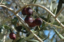 Nahaufnahme von schwarzen Oliven in der südlichen griechischen Ägäis