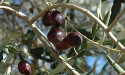 Nahaufnahme von schwarzen Oliven in der südlichen griechischen Ägäis