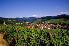 Blick über die Weinberge und die Gemeinde Andlau