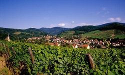 Blick über die Weinberge und die Gemeinde Andlau