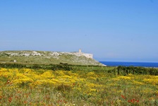 Atemberaubend schöne, in voller Blüte stehende Landschaft an der Küste Apuliens.
