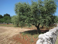 Ein Olivenbaum im Salento steht, von einem weißen Steinmäuerchen geschützt, am Rande eines gemähten Getreidefeldes.
