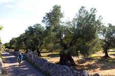 Ein Radfahrer im Salento auf einem von Steinmäuerchen und knorrigen Olivenbäumen gesäumten Radweg.