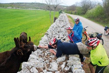 Eine Radlergruppe schließt über ein Steinmäuerchen hinweg Bekanntschaft mit einigen katalanischen Rieseneseln.