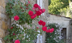 Rot und weiß blühende Rosen ranken sich an der Natursteinfassade eines Hauses in Ars-sur-Moselle hinauf.