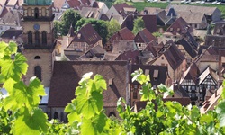 Schöner, von Weinreben umrankter Blick auf Kaysersberg - im Vordergrund die Heilig-Kreuz-Kirche.
