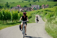 Eine Radlergruppe auf dem immer wieder von Weinreben gesäumten Streckenabschnitt zwischen Kaysersberg und Riquewihr.