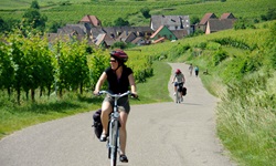 Eine Radlergruppe auf dem immer wieder von Weinreben gesäumten Streckenabschnitt zwischen Kaysersberg und Riquewihr.
