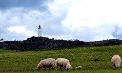 Grasende Schafe vor dem Leuchtturm Dornbusch auf Hiddensee.
