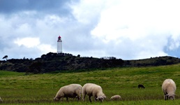 Grasende Schafe vor dem Leuchtturm Dornbusch auf Hiddensee.