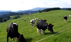 Grasende Kühe genießen die Schwarzwälder Idylle.