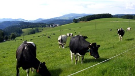 Grasende Kühe genießen die Schwarzwälder Idylle.