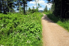 Blühende Wiesen und Waldsäume entlang der Schwarzwald-Bike-Crossing-Strecke.
