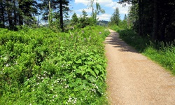 Blühende Wiesen und Waldsäume entlang der Schwarzwald-Bike-Crossing-Strecke.