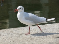 Eine Möwe spaziert im Hafen von Stralsund auf einer Mauer entlang.