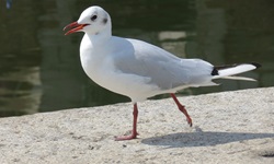 Eine Möwe spaziert im Hafen von Stralsund auf einer Mauer entlang.