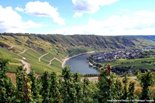 Blick über die bekannten Weinberge an der Wolfer Moselschleife