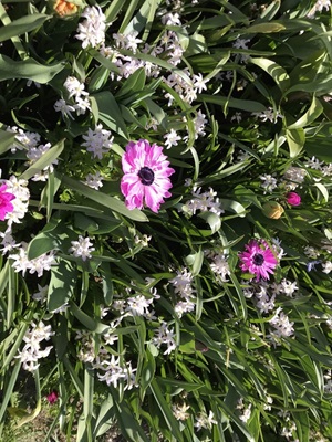 Blühende Blumen im Botanischen Garten Keukenhof in Lissa