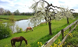 Zwei grasende Pferde unter einem Obstbaum im traumhaft schönen Landstrich der Betuwe.