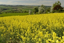 Ein blühendes Rapsfeld am Donauradweg.