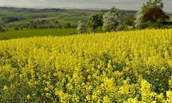 Ein blühendes Rapsfeld am Donauradweg.
