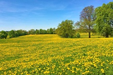 Eine blühende Löwenzahnwiese.