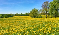 Eine blühende Löwenzahnwiese.