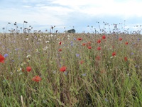 Eine bunte Blumenwiese mit Margeriten, Klatschmohn und Wegwarten.