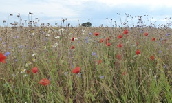 Eine bunte Blumenwiese mit Margeriten, Klatschmohn und Wegwarten.