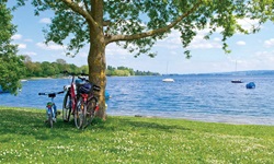 Drei Fahrräder lehnen am Ufer des Bodensees an einem Baum.